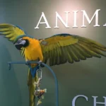 Veterinarian in Chicago -- Animal House of Chicago