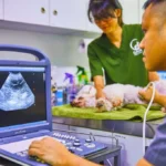 Animal Hospital in Singapore -- Gaia Vets Singapore (Jalan Besar)