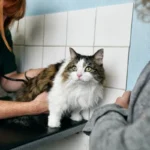 Veterinarian in Edinburgh -- The Cat Clinic
