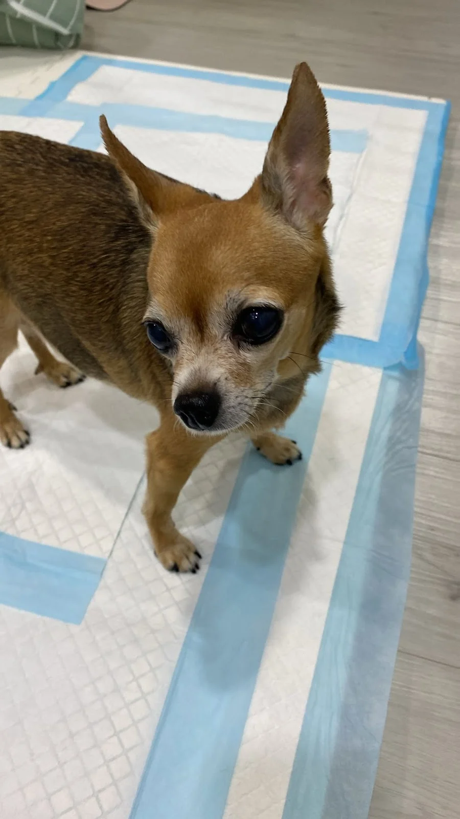 Animal Hospital in Singapore -- Animal Wellness Referral Centre (24 Hour Vet)