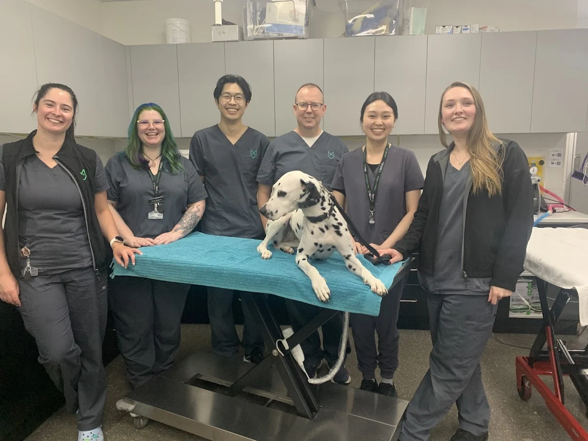 Animal Hospital in Melbourne -- CARE Veterinary Hospital Collingwood - 24/7 Emergency & Specialist Vets