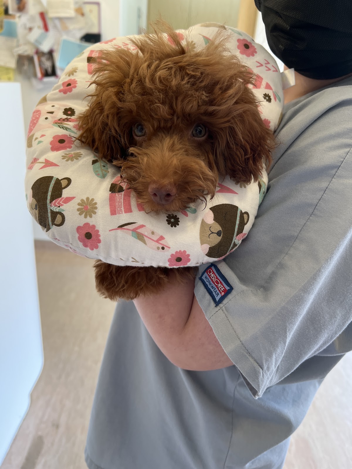 Animal Hospital in Singapore -- Advanced VetCare Veterinary Centre (Bedok) - 24Hrs Vet Clinic