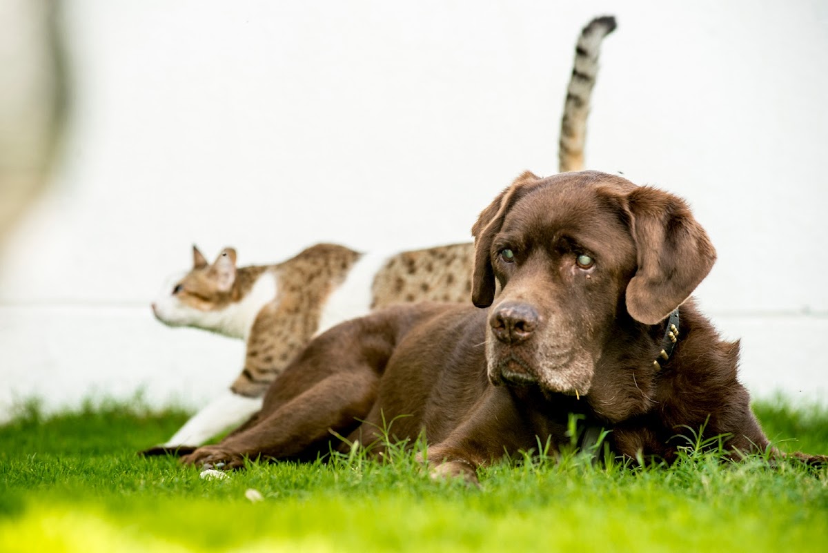 Veterinarian in Dubai -- Al Barsha Veterinary Clinic LLC