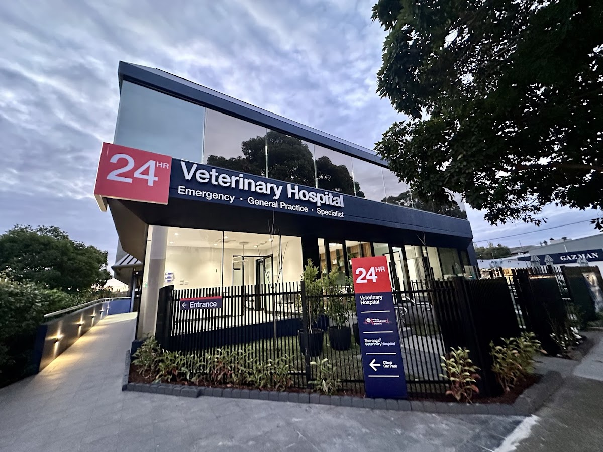 Animal Hospital in Melbourne -- Animal Emergency Service Hawthorn East