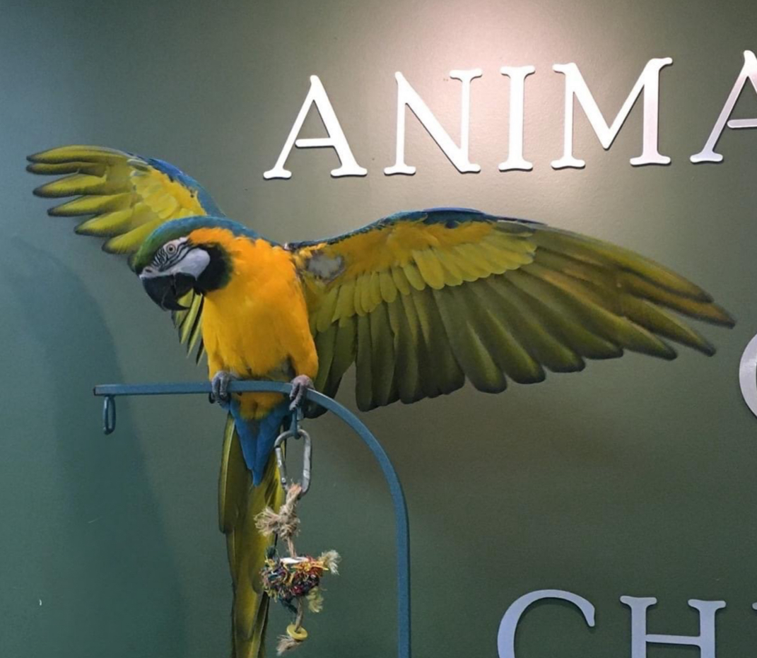 Veterinarian in Chicago -- Animal House of Chicago