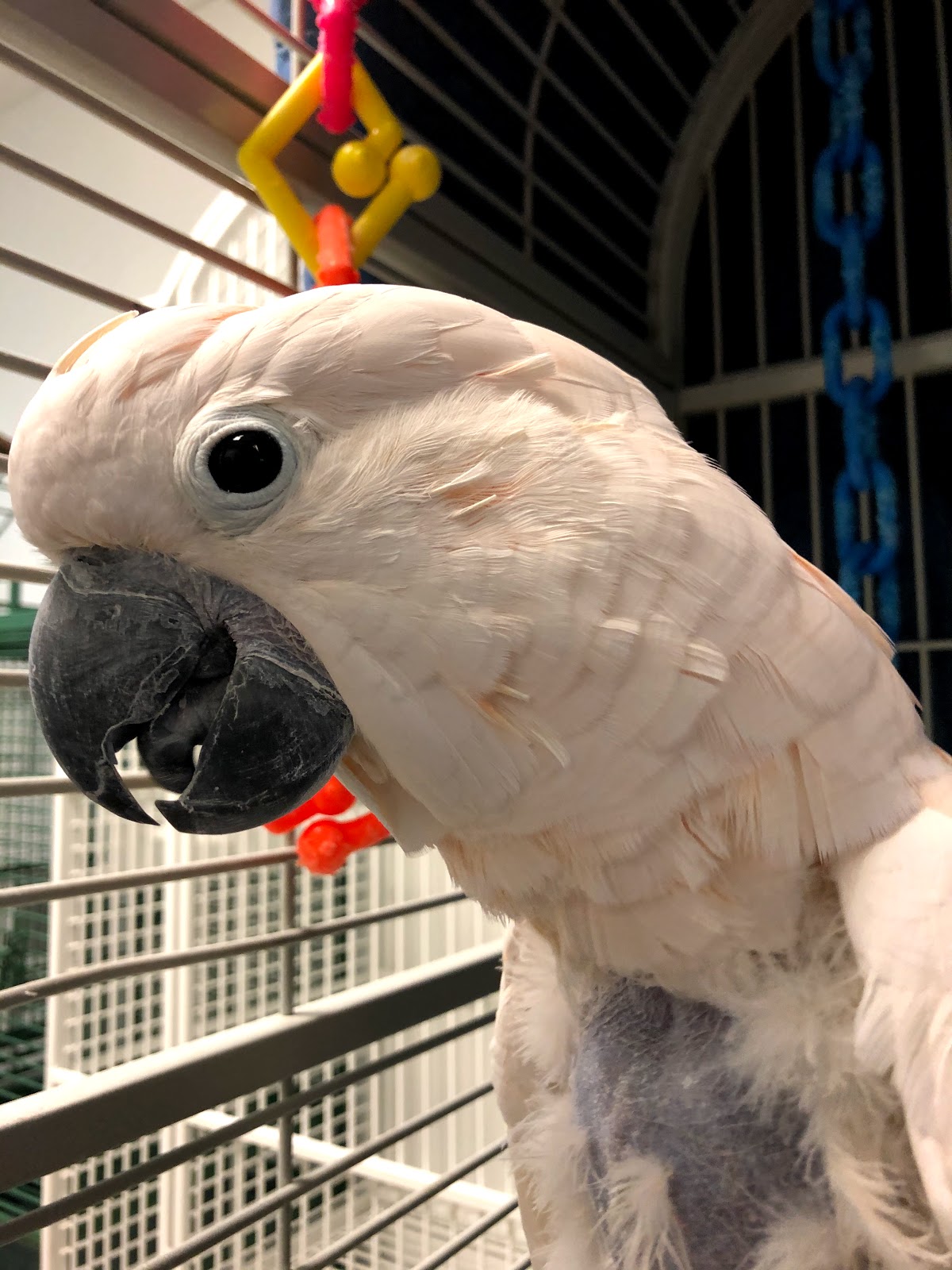 Veterinarian in Chicago -- Animal House of Chicago (2)