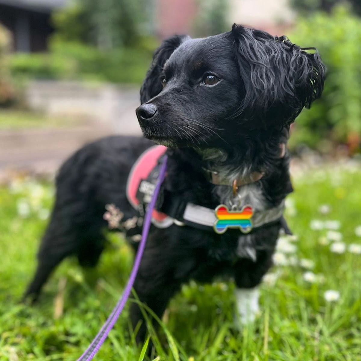 Veterinarian in Dublin -- Dublin Bay Vets