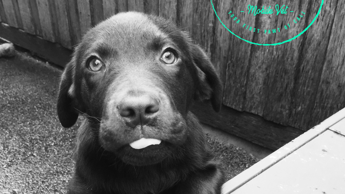 Veterinarian in Melbourne -- First Paw Mobile Vet