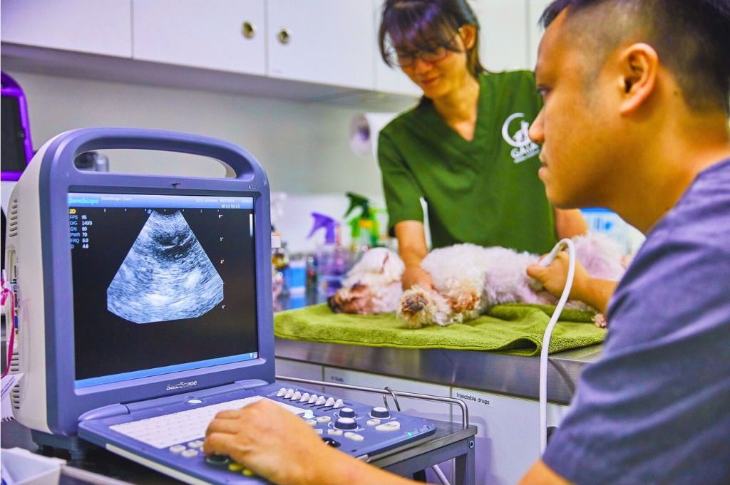 Animal Hospital in Singapore -- Gaia Vets Singapore (Jalan Besar)