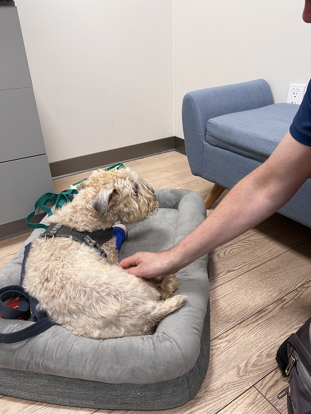 Veterinarian in New York -- Hospital For Veterinary Surgery