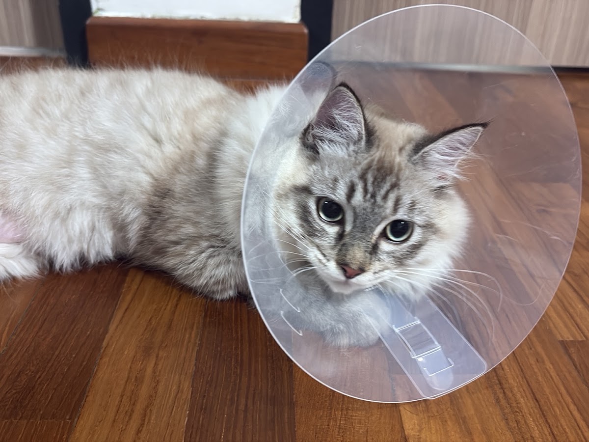 Animal Hospital in Singapore -- Island Veterinary Clinic