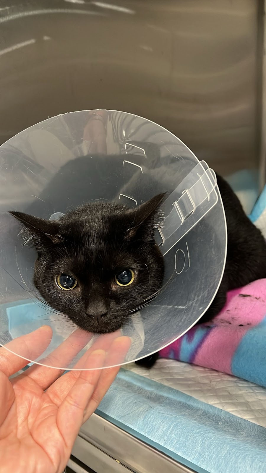 Animal Hospital in Singapore -- Landon Veterinary Specialist Hospital | Pet A&E