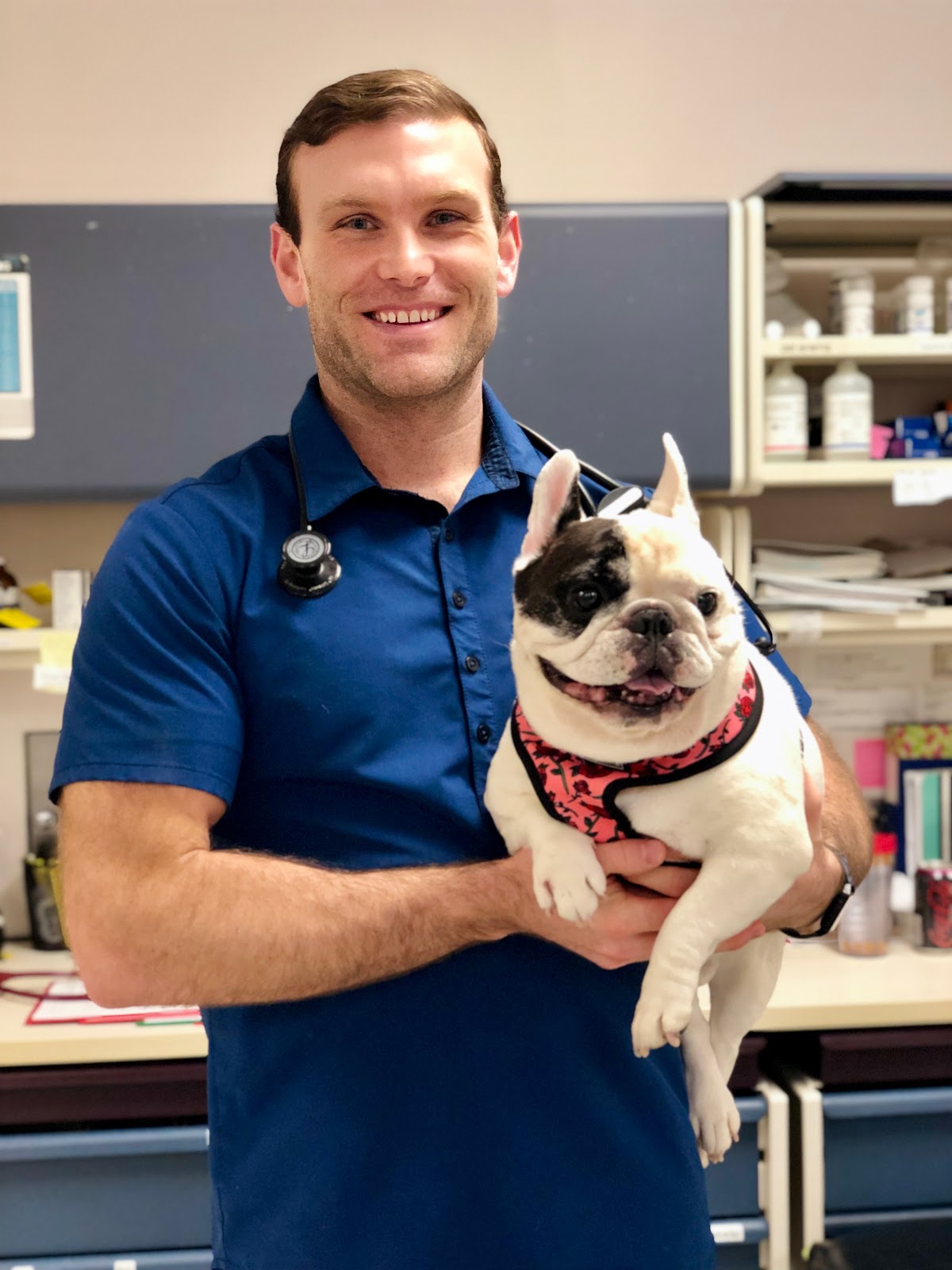 Veterinarian in Chicago -- Medical District Veterinary Clinic at Illinois