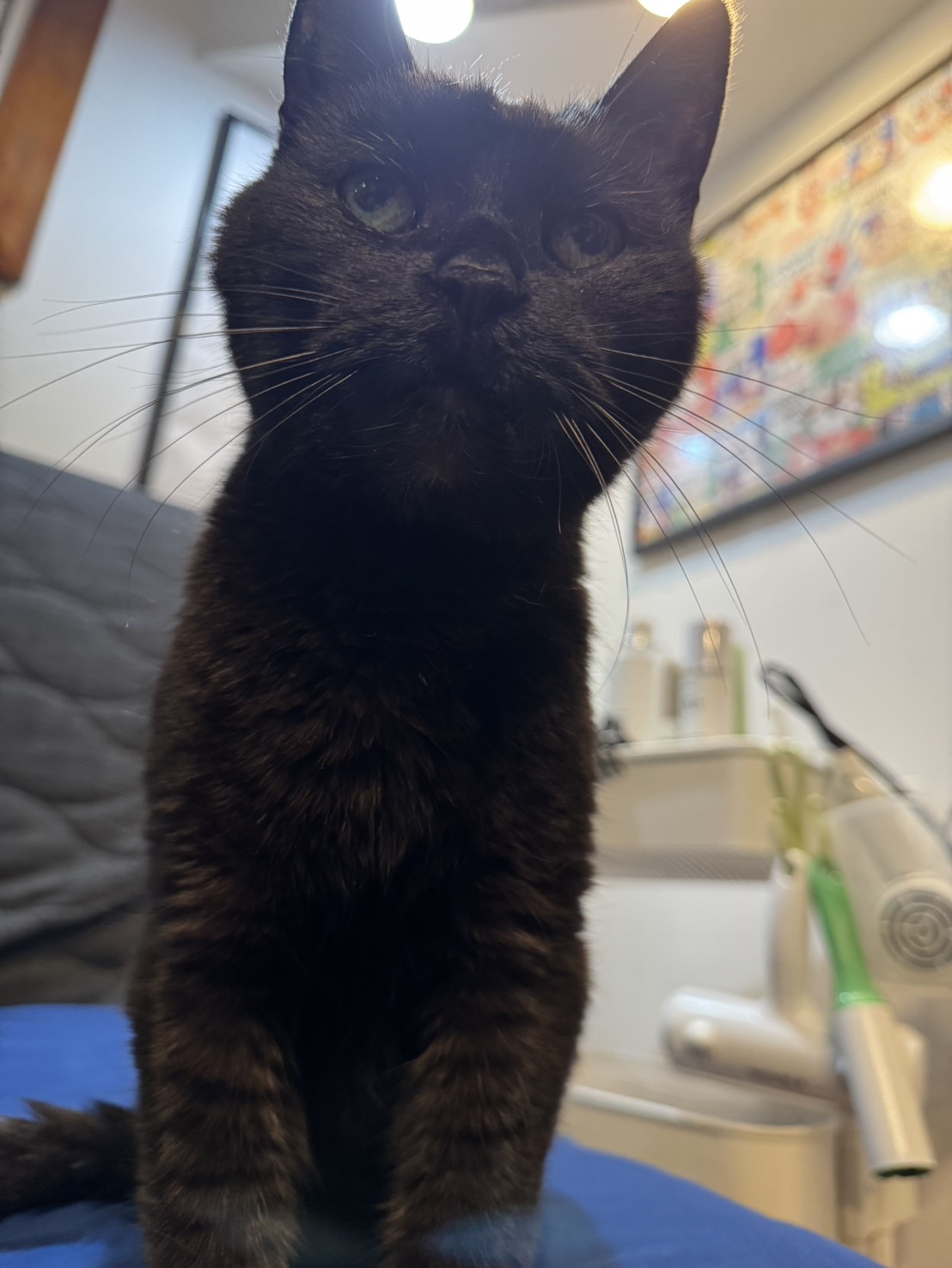 Veterinarian in Toronto -- Midtown Mobile Veterinary Hospice Services