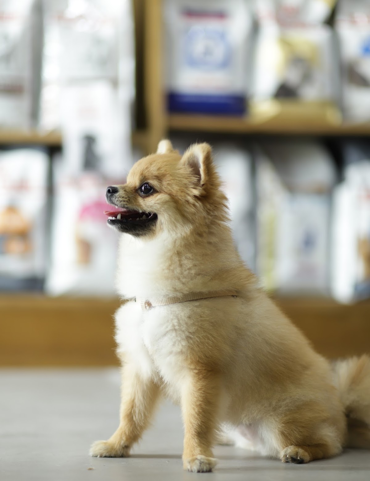 Veterinarian in Dubai -- Modern Vet JLT (2)