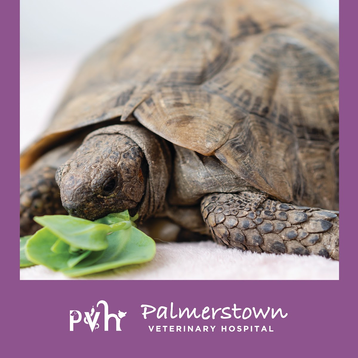 Veterinarian in Dublin -- Palmerstown Veterinary Hospital