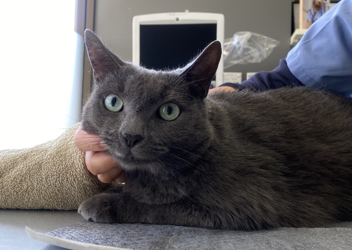 Animal Hospital in Sydney -- Sydney Animal Hospitals Inner West (2)