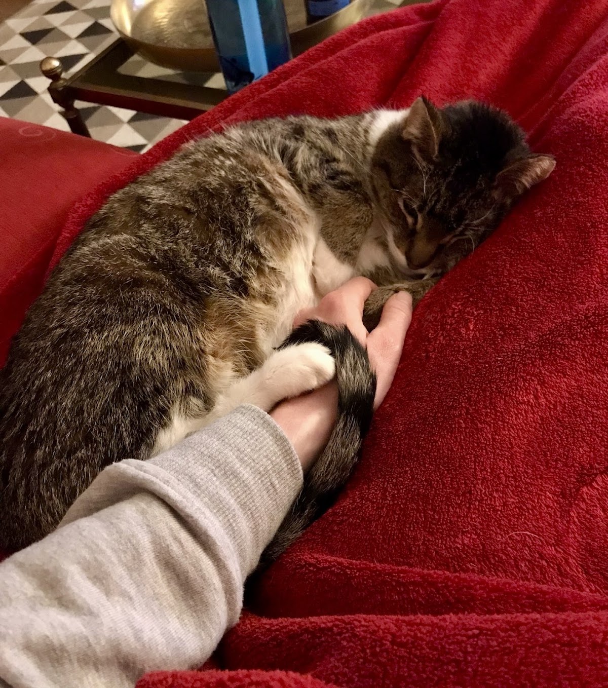 Veterinarian in Dublin -- Terenure Veterinary Hospital (South Dublin Vets)