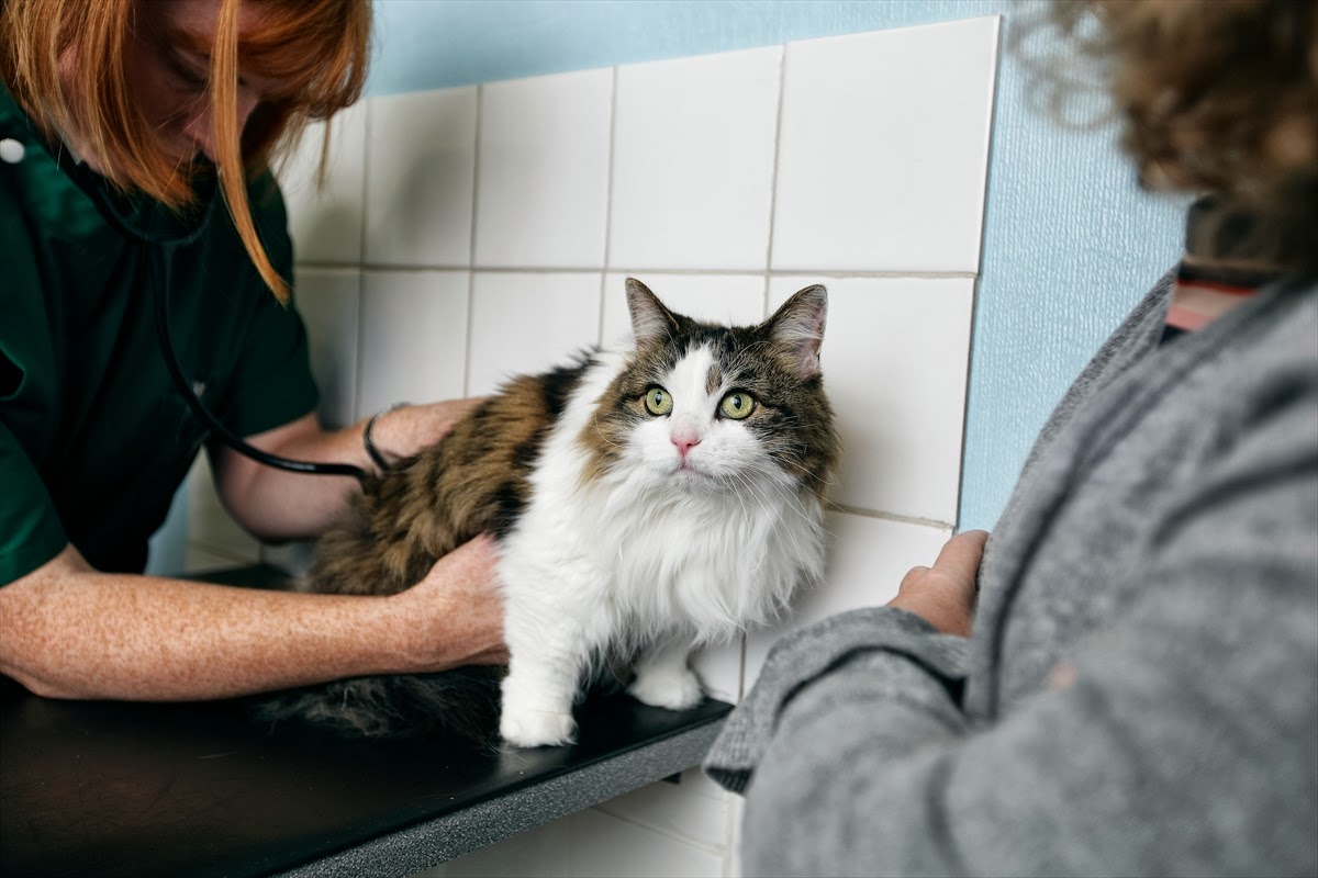 Veterinarian in Edinburgh -- The Cat Clinic