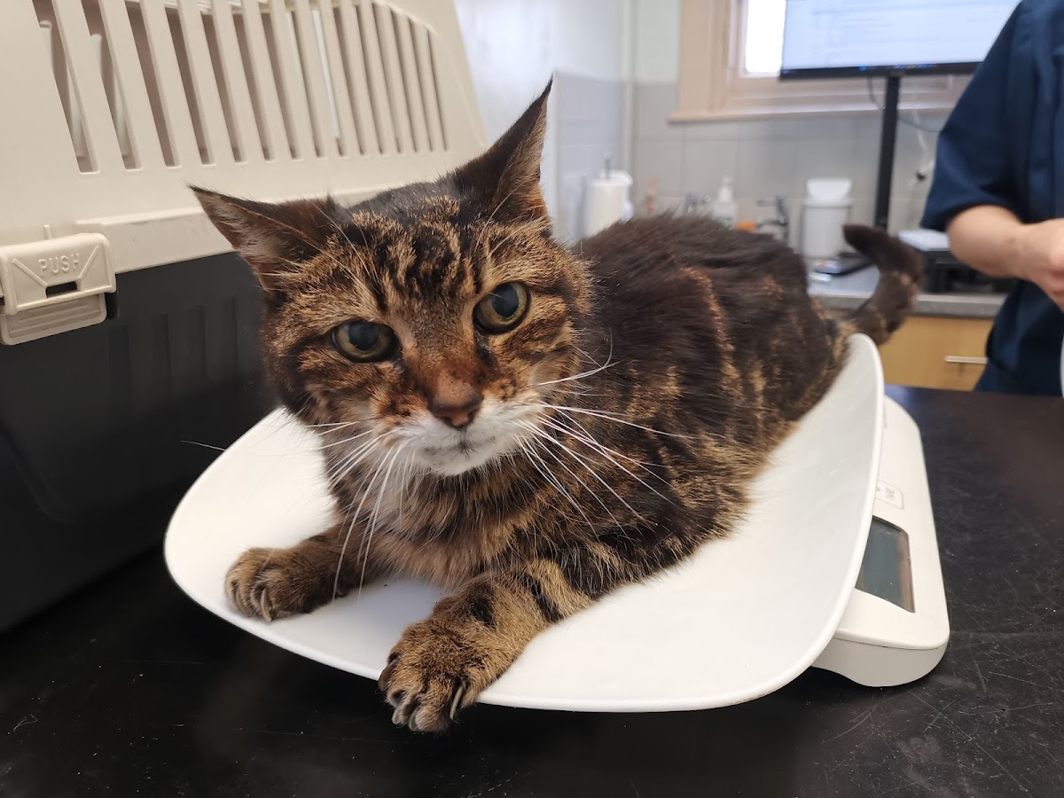 Veterinarian in Edinburgh -- The Cat Clinic (2)