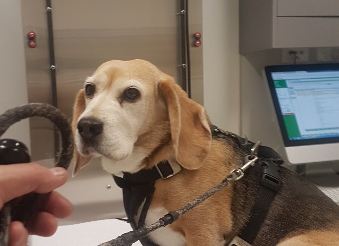 Animal Hospital in Melbourne -- The Lost Dogs Home Vet Hospital (2)