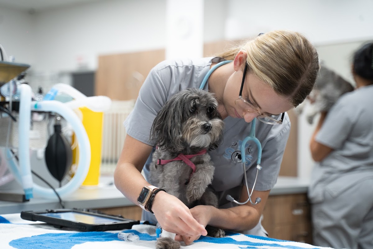 Animal Hospital in Sydney -- Veterinary Specialists of Sydney