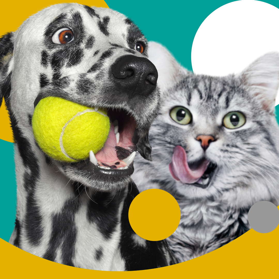 Veterinarian in Dubai -- VETS & PETS Dubai - Italian Veterinary Clinic