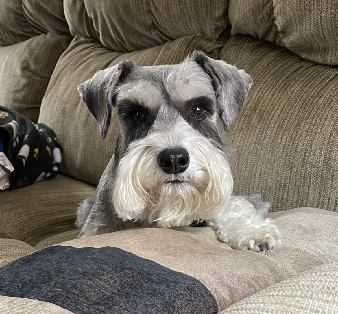 Veterinarian in Toronto -- Vetster Inc. (2)