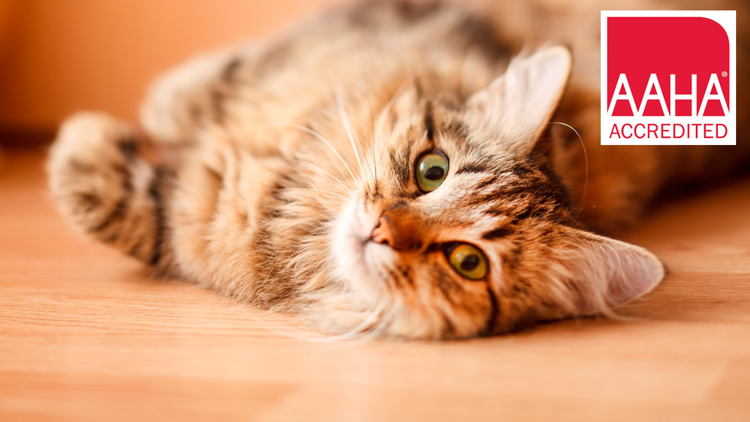 Veterinarian in New York -- Westside Veterinary Center