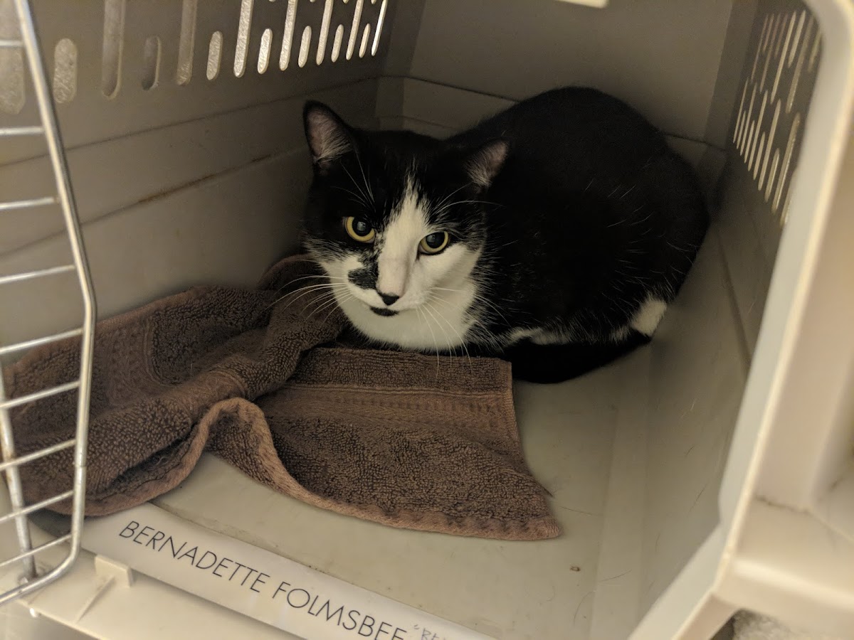 Veterinarian in Chicago -- Wicker Park Veterinary Clinic