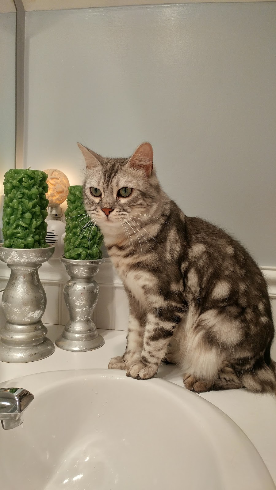 Veterinarian in New York -- Worth Street Veterinary Center